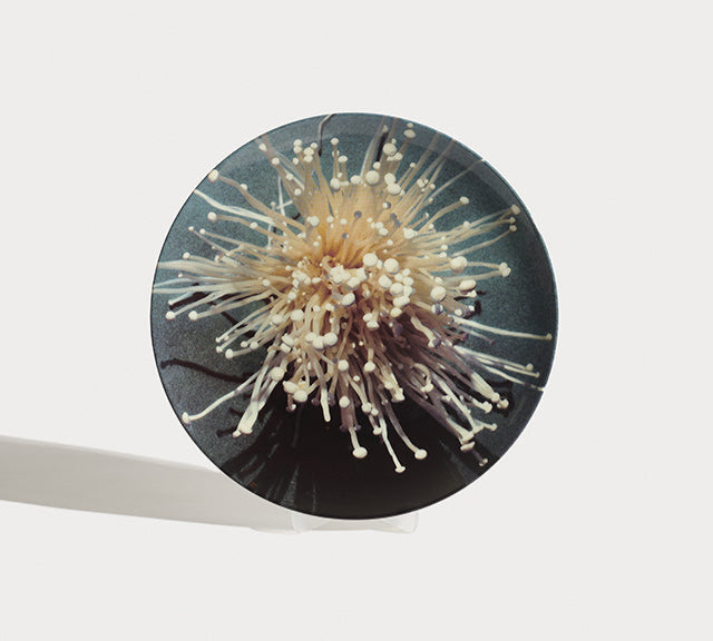 Oki-Enoki Dinner Plate Platter Shayna Fontana