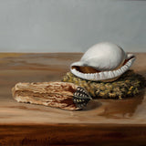 Shell and Seedpod, 12 x 9 inch  Rafael Perez   